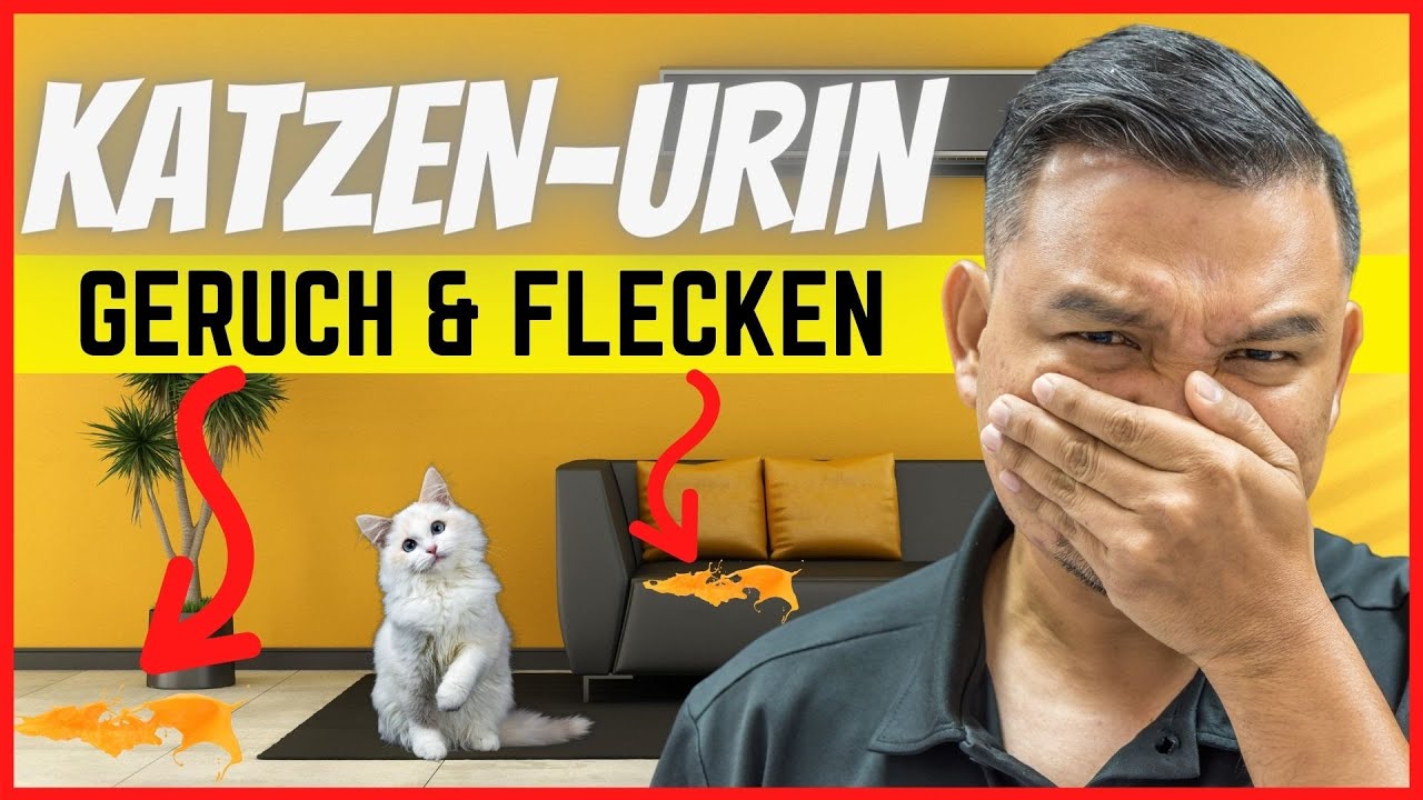 Katzenurin Geruch & Flecken entfernen (und neues Pinkeln vermeiden)