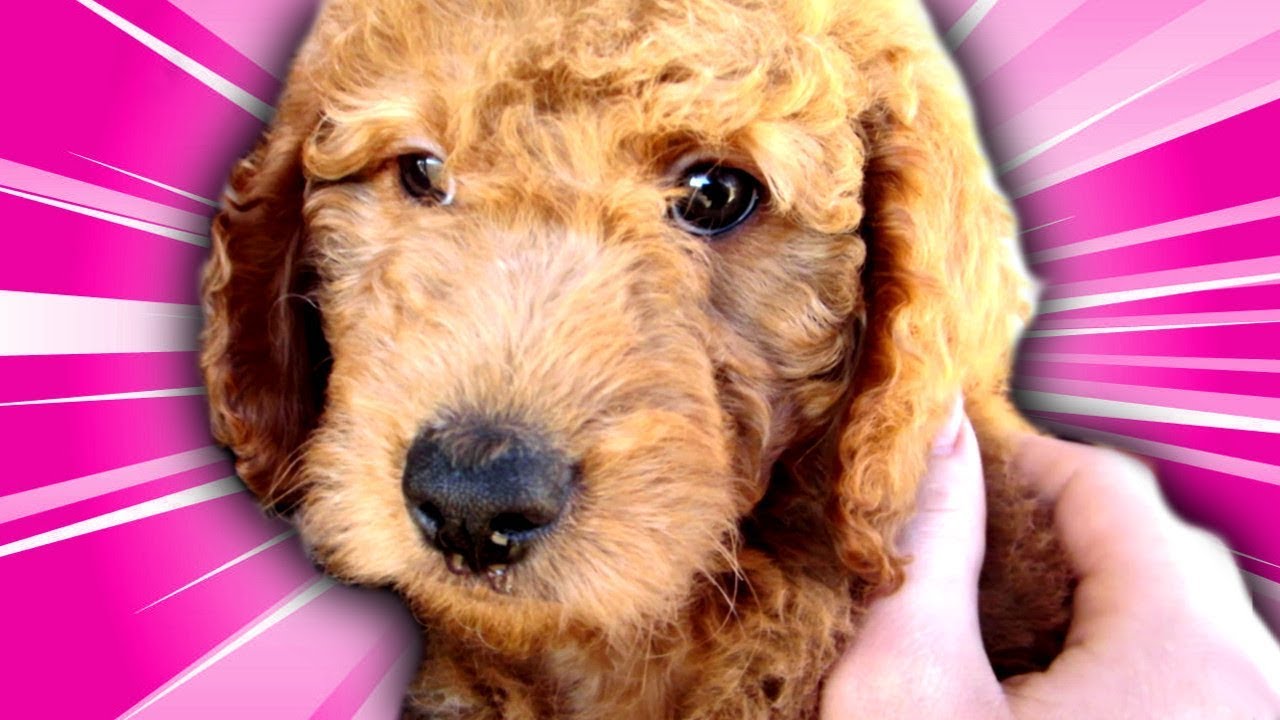WE GOT A PUPPY! VLOG 44