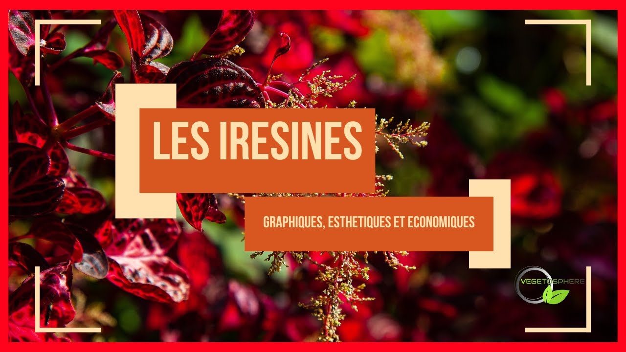 Mon Iresine, graphique et peu cher! #garden #iresine #jardin #vegetosphere