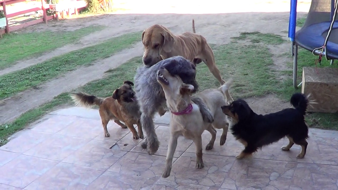 El perro chico y la leva