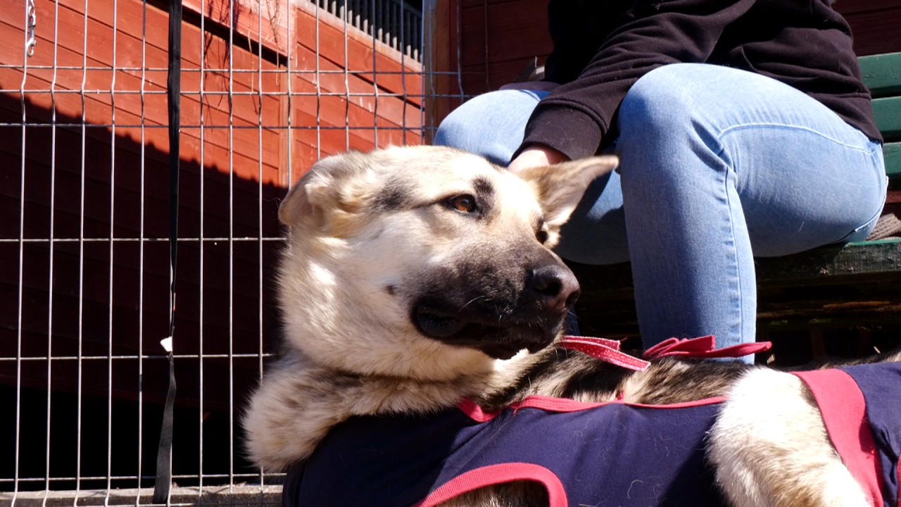 Schronisko już szykuje czerwcowe wydarzenie i apeluje o pomoc