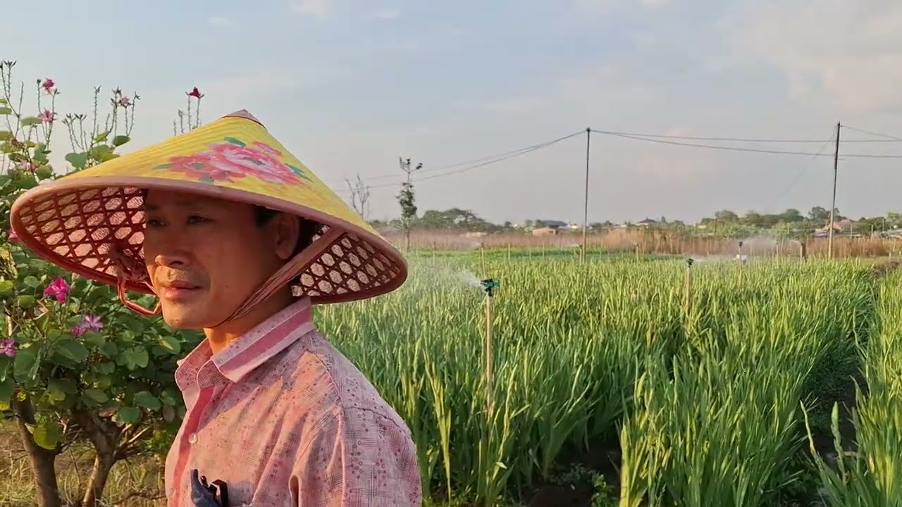Làng hoa Lay dơn núi chứa chan được mùa được giá là trúng lớn.