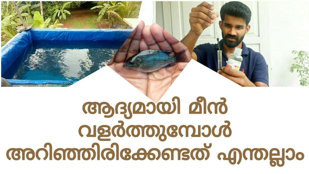 അടുക്കള മുറ്റത്തെ മീൻ വളർത്തൽ  Tilapia fish farming at home...29 May 2020