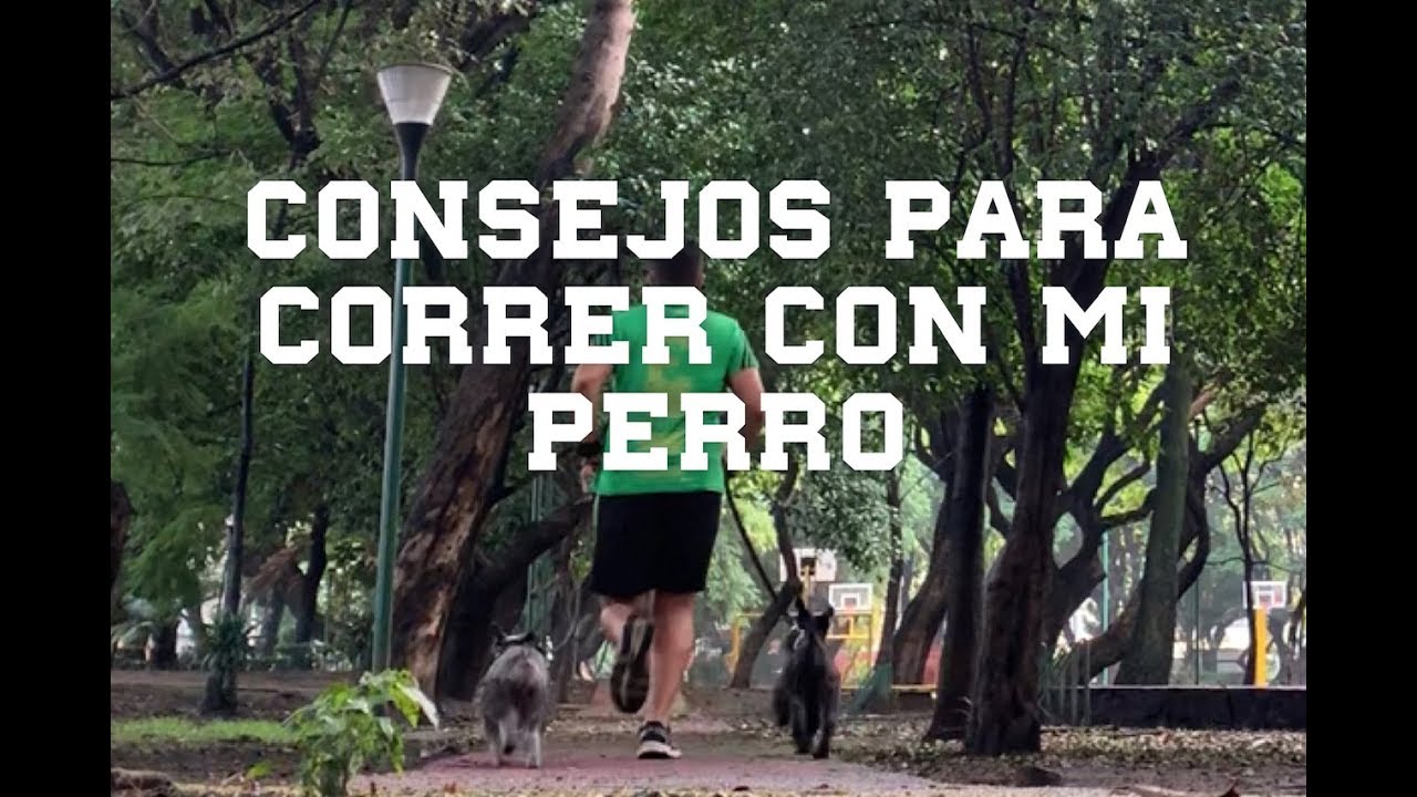 🏃🏽&zwj;♂️🏃🏻&zwj;♀️Consejos para correr con mi perro y reducir el estr&eacute;s de mi mascota 🐶 PERRHIJOS