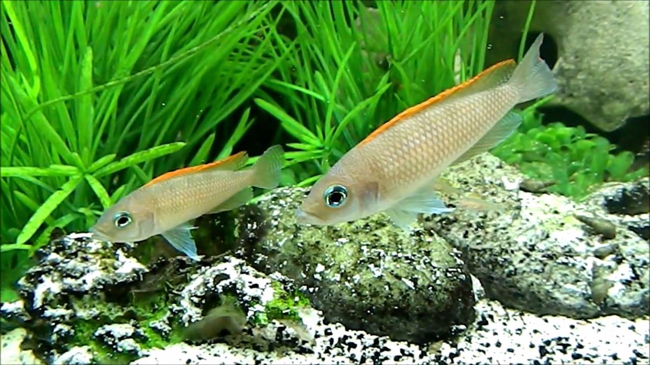 Red Fin Caudopunctatus  Pair, with Young