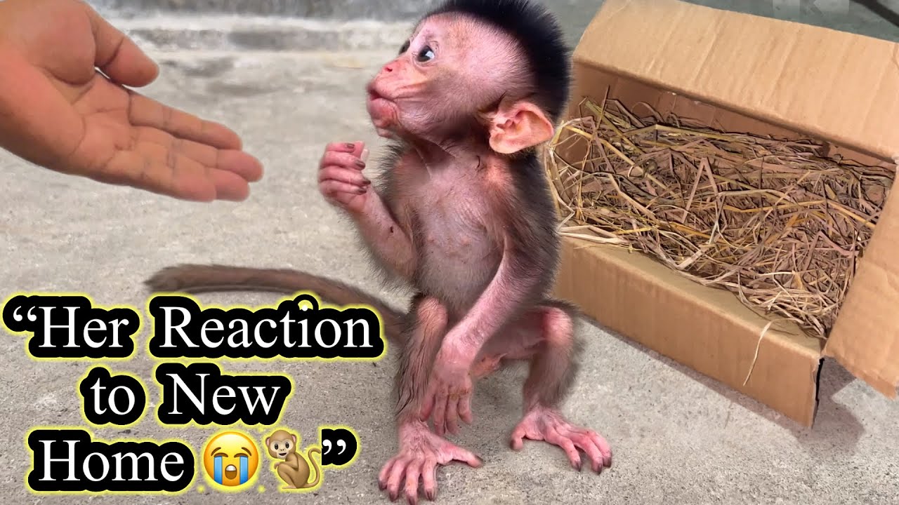 “Baby Monkey’s First Day Reaction — She Looks So Confused in Her New Home 🥺🐒”