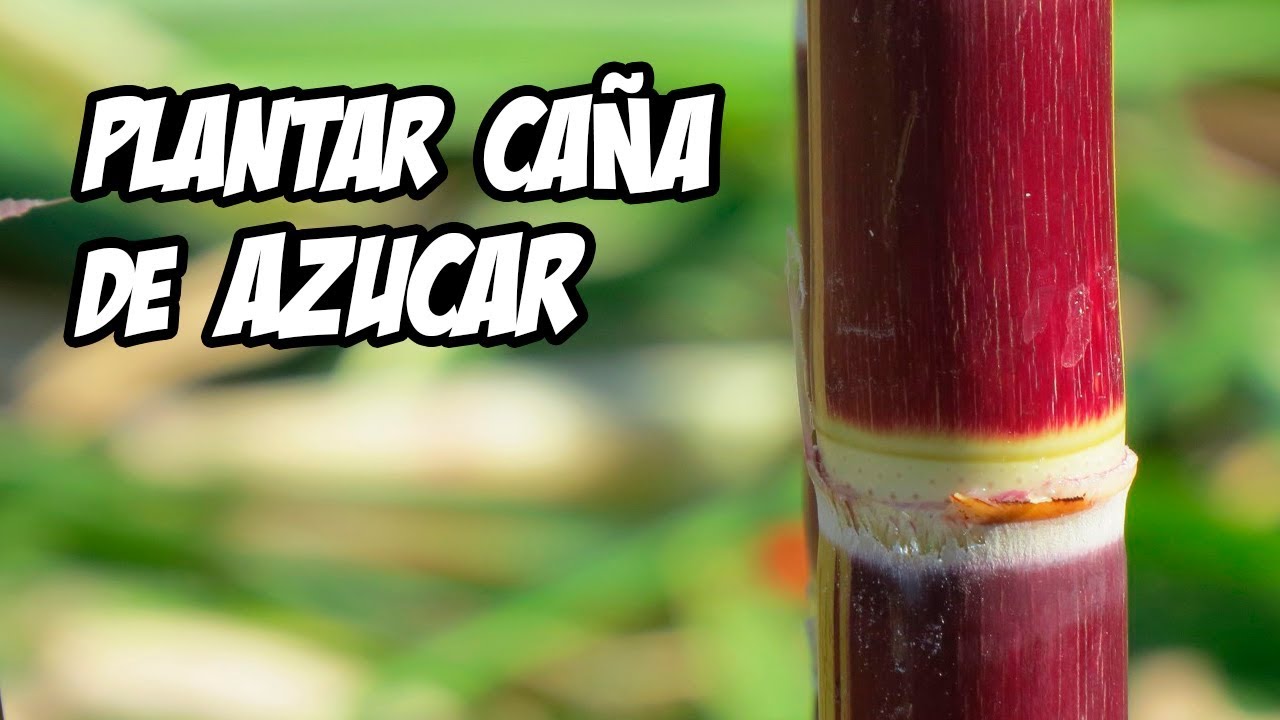 COMO GERMINAR Y PLANTAR CAÑA DE AZÚCAR 🌿 | Trucos y Consejos | La Huerta de Ivan