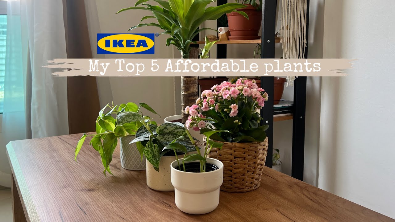 My Top 5 Affordable Indoor Plants from IKEA | Unboxing & Repotting | Under 20 AED