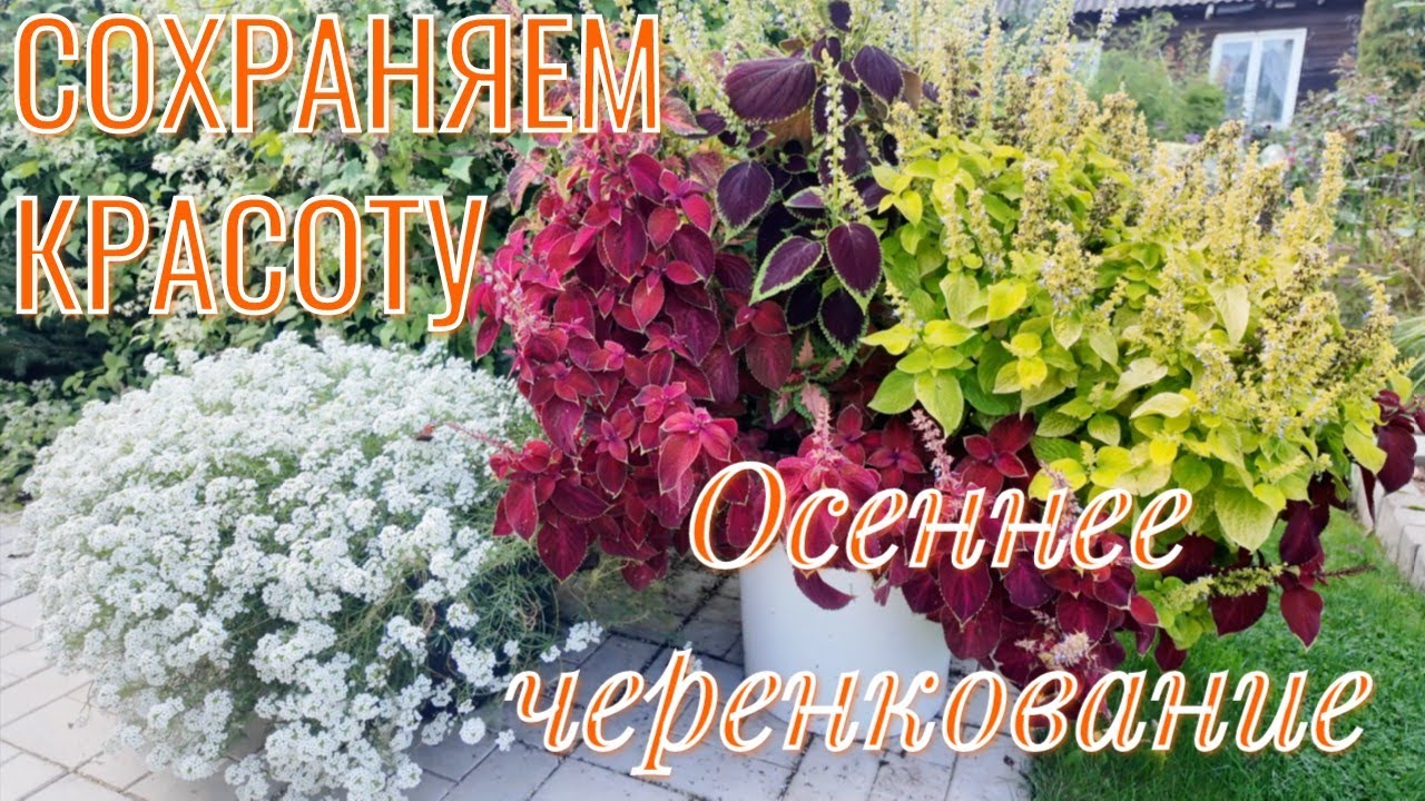 Сохраняем красоту Осеннее черенкование