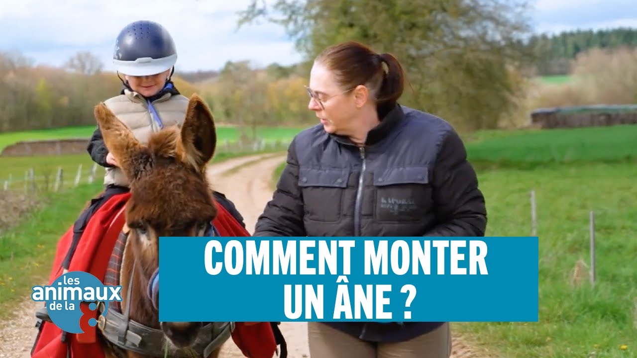 Comment monter un âne ?