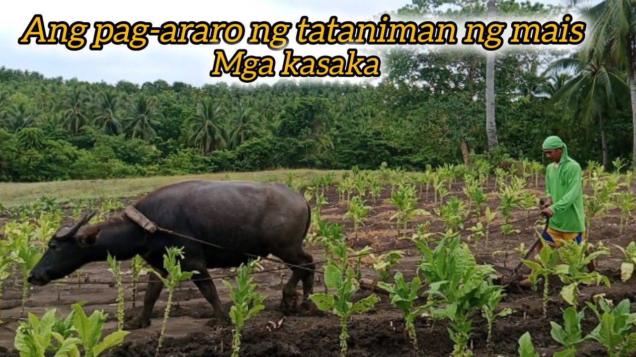 ANG PAG-ARARO NG TATANIMAN NG MAIS 🌽🌽🌽🌽🌽🏜️🏜️