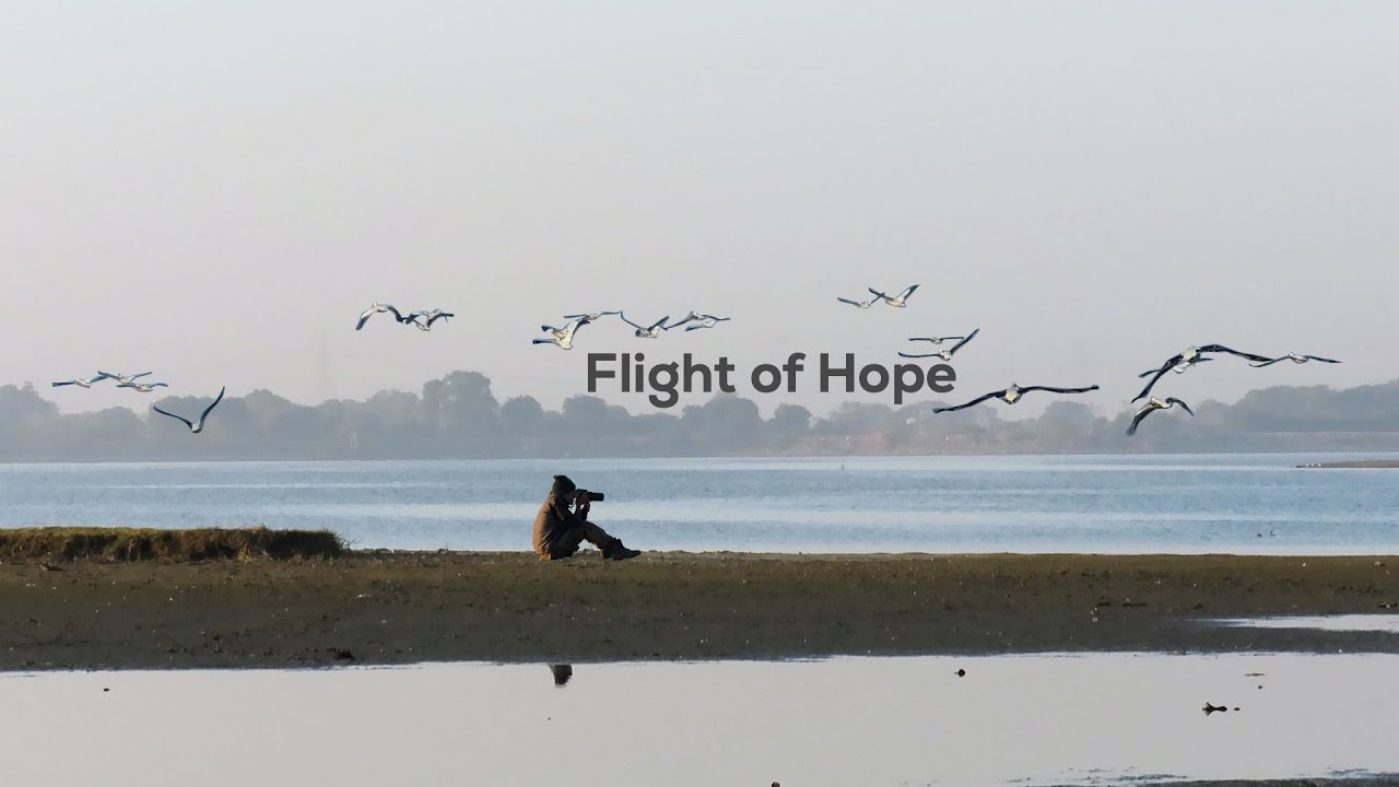 Flight of Hope: Saving Chandlai Lake | Rajasthan Wildlife | Bird Species | @RoundglassSustain