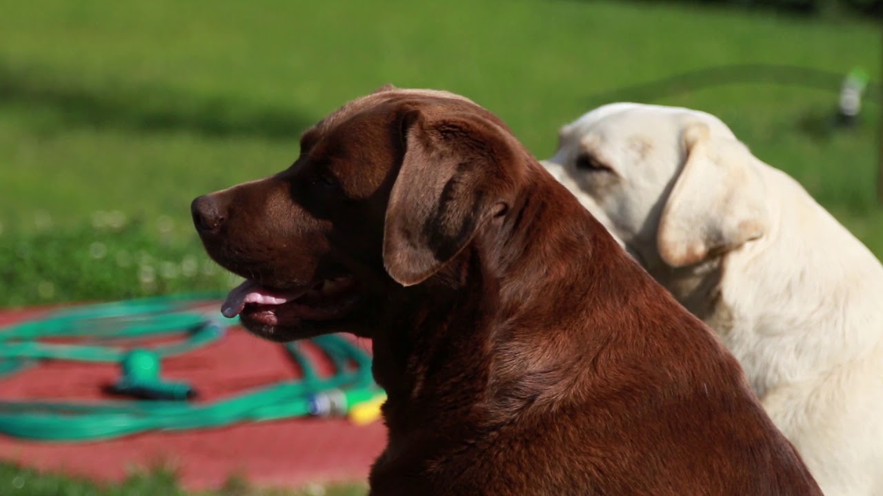 Sretan život dva još sretnija labradora