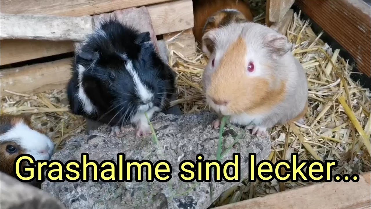 Kurzvideo - Uschi rastet aus - Meerschweinchen Grashalm-Wettkampf - Eroberung von Gr&uuml;nfutter