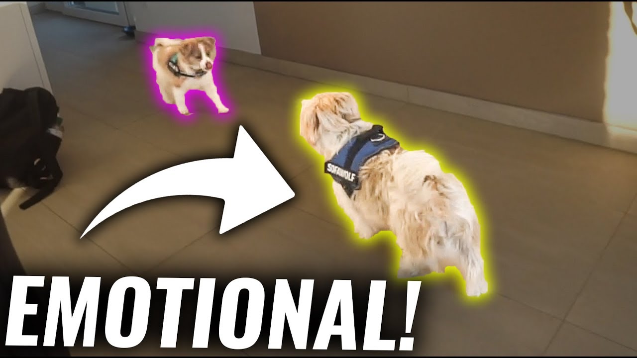 Hund FLASH trifft seinen BRUDER das erste mal!