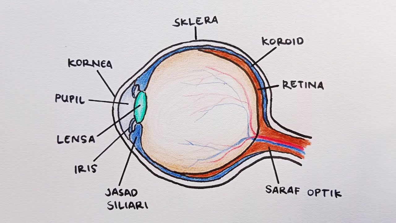 Menggambar Mata dan Bagian Bagiannya Mudah