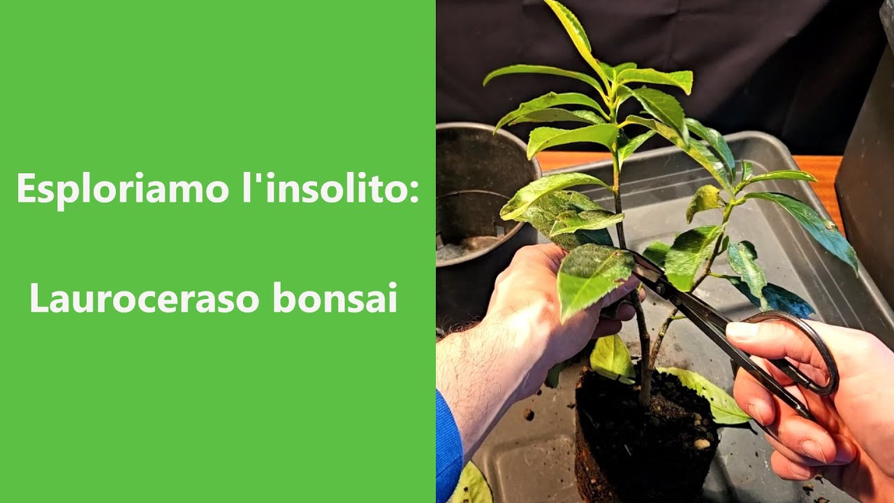 Pu&ograve; diventare un Bonsai? Piegatura e falso rinvaso lauroceraso da talea.