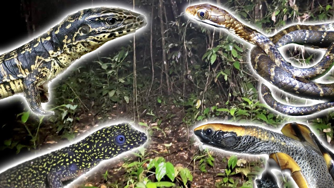 南米のジャングルで遭遇した爬虫類全て紹介します