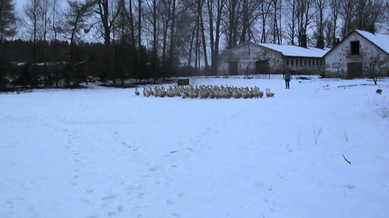 sheltie herding geese