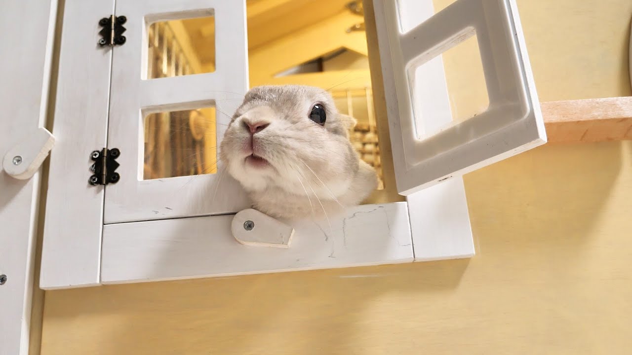 隣室にいる飼い主を呼ぶときのうさぎさんが必死過ぎてなんかかわいかった
