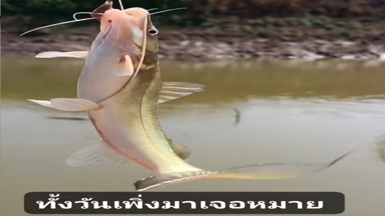 ตกปลากด (คลิปเต็ม) ทั้งวันเพิ่งมาเจอหมาย..หมายคลองลอกใหม่..เสียดายเวลาน้อย!!...#หมานของใหญ่