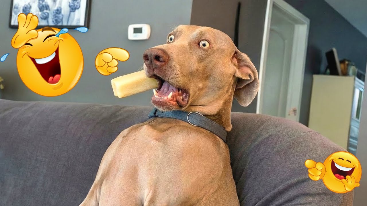 You Will Die Laughing At These Dogs 😹🐶 The Funniest Dog Moments Compilation 🐾