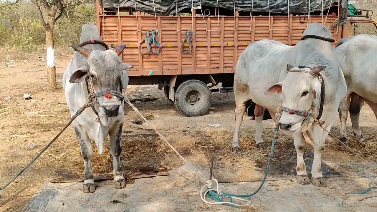 తిమ్మారెడ్డి పల్లె గ్రామం||సీనియర్స్ విభాగం కి వచ్చిన జత LNSS BULLS లక్కు సాయి సాత్విక్ & శివ గారు💥💥