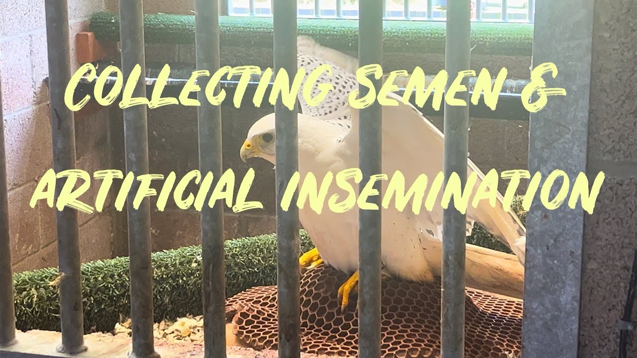 Collecting Falcon Semen & Artificial Insemination