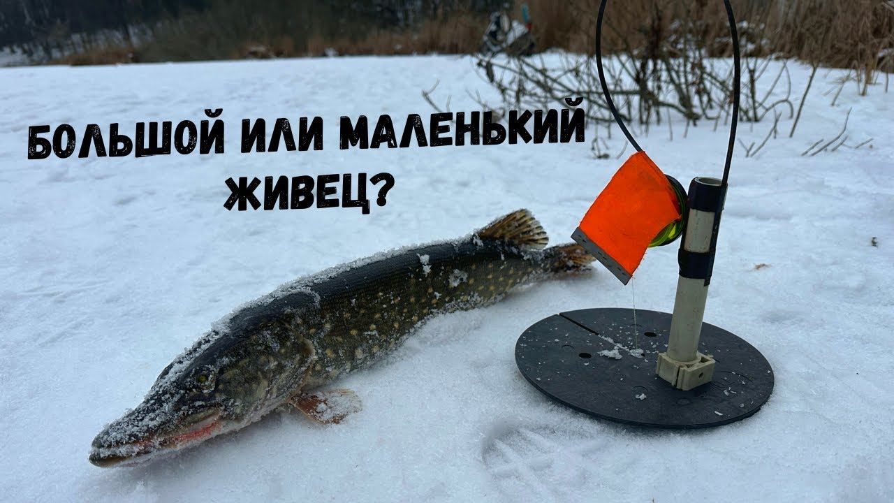 Щука Любит БОЛЬШИХ КАРАСЕЙ!!! Эксперимент с живцами и ловлей на жерлицы