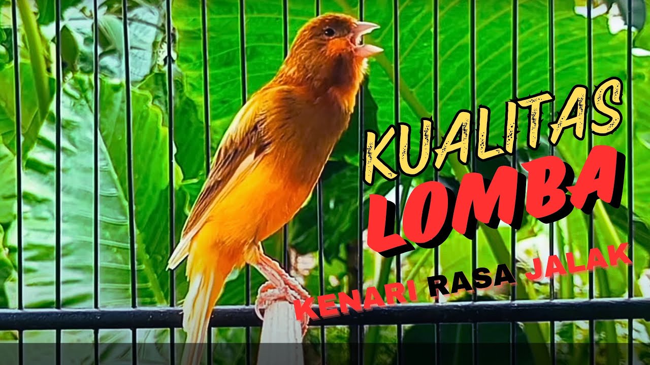KENARI GACOR DURASI PANJANG, SUARA BURUNG KENARI PANCINGAN MASTERAN PAUD BIAR GACOR PANJANG |61