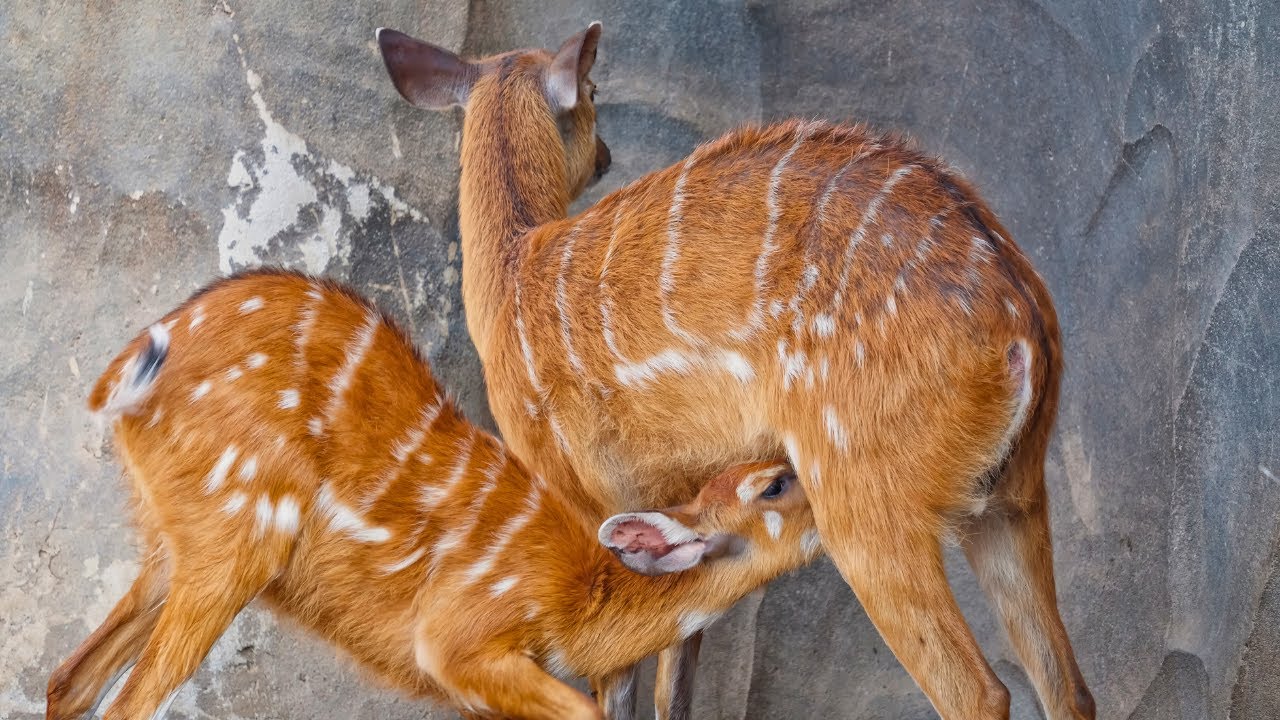 Sitatunga (Tragelaphus spekii) or Marshbuck Antelope