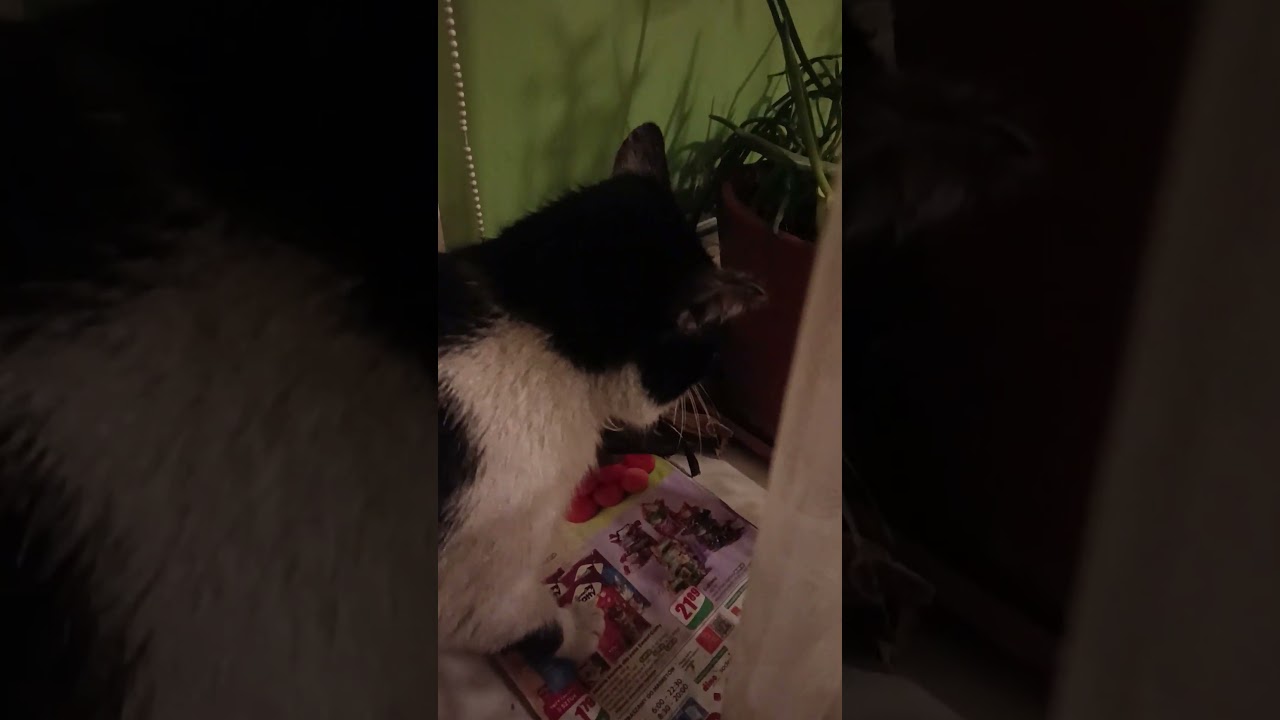Schrypiały Leon i grzeczniutki Franio. Koty na wypasie.