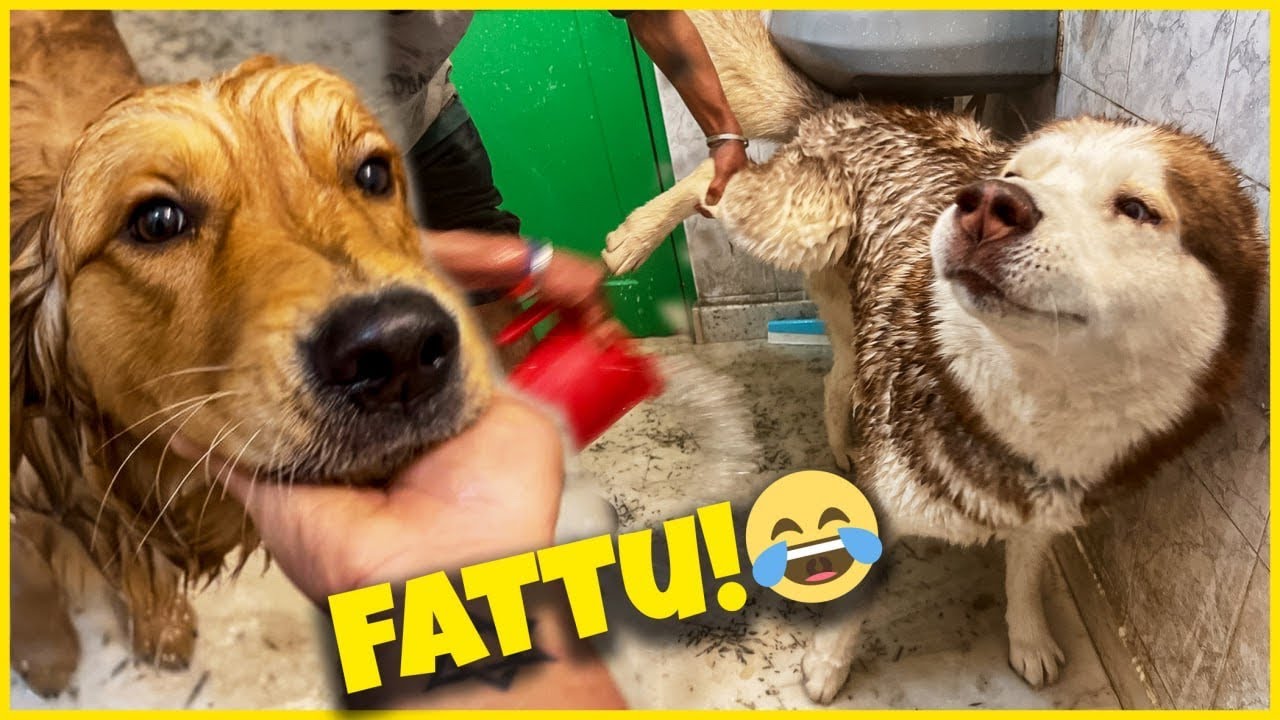 Dono ko zabardasti NEHLA diya 😂🤣 Fattu dono @THEHIMALAYANHUSKY