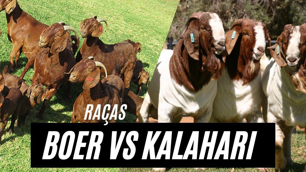 Boer vs Kalahari Goat