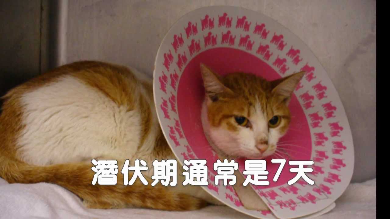 貓泛白血球缺乏症( 貓瘟、 貓傳染性腸炎) FPV