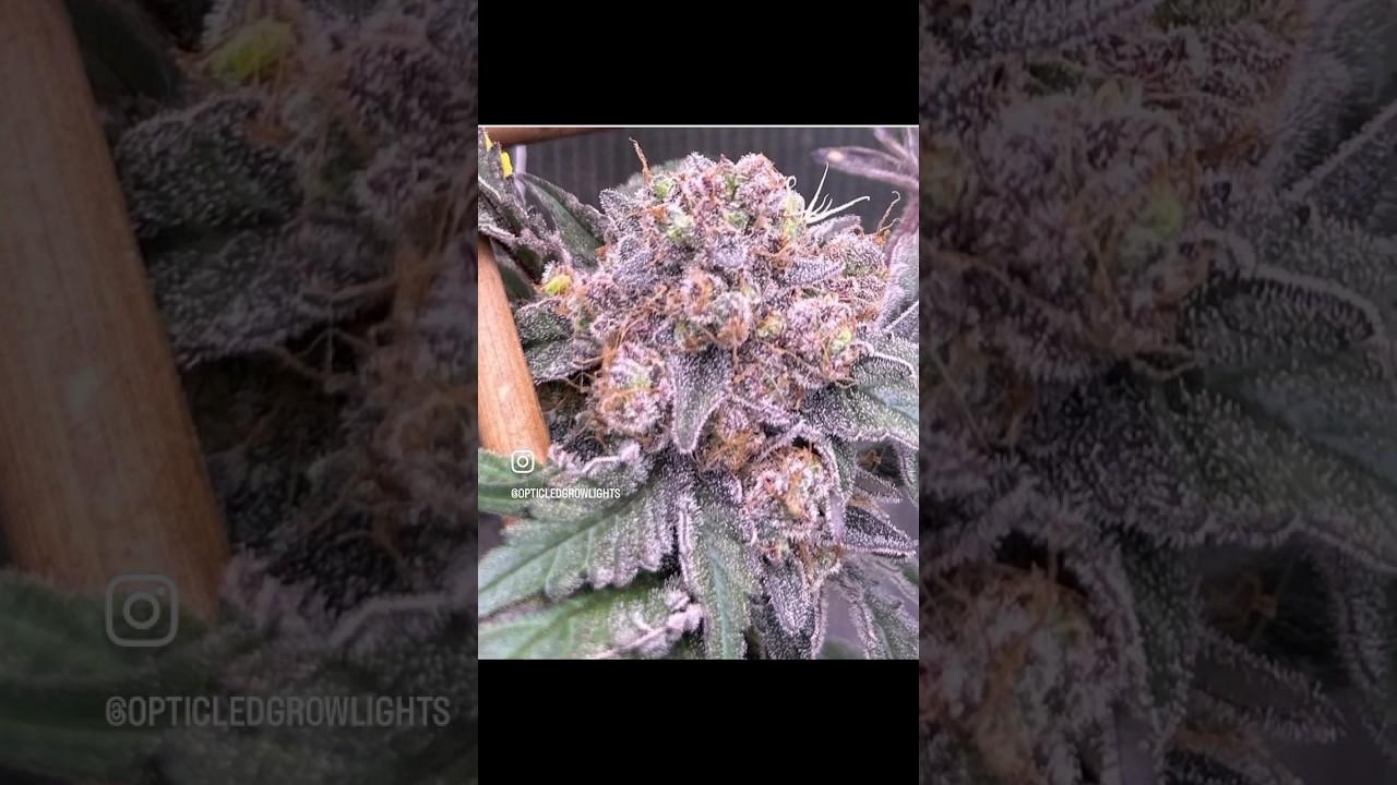 @dirty_south_collective Pineapple Express Day 60 of flower #opticledgrowlights