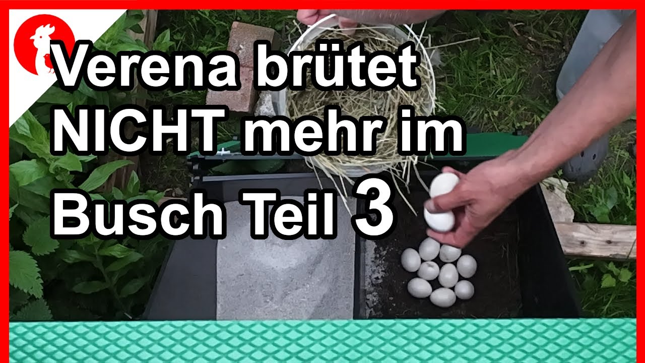 Teil 3: Verena brütet NICHT mehr im Busch   - Jensman and the Huhns