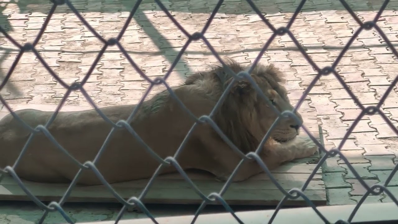 Lion in jummu zoo
