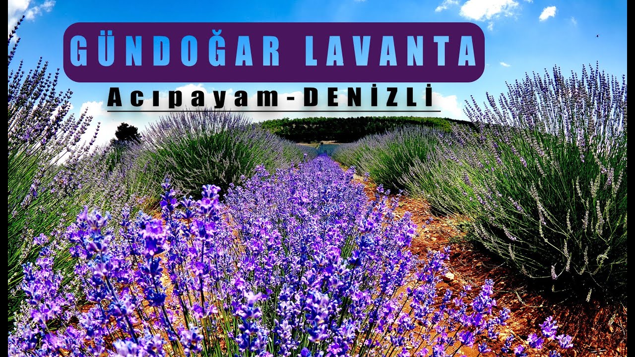 Gündoğar Lavanta Bahçesi Drone Çekimi - DENİZLİ