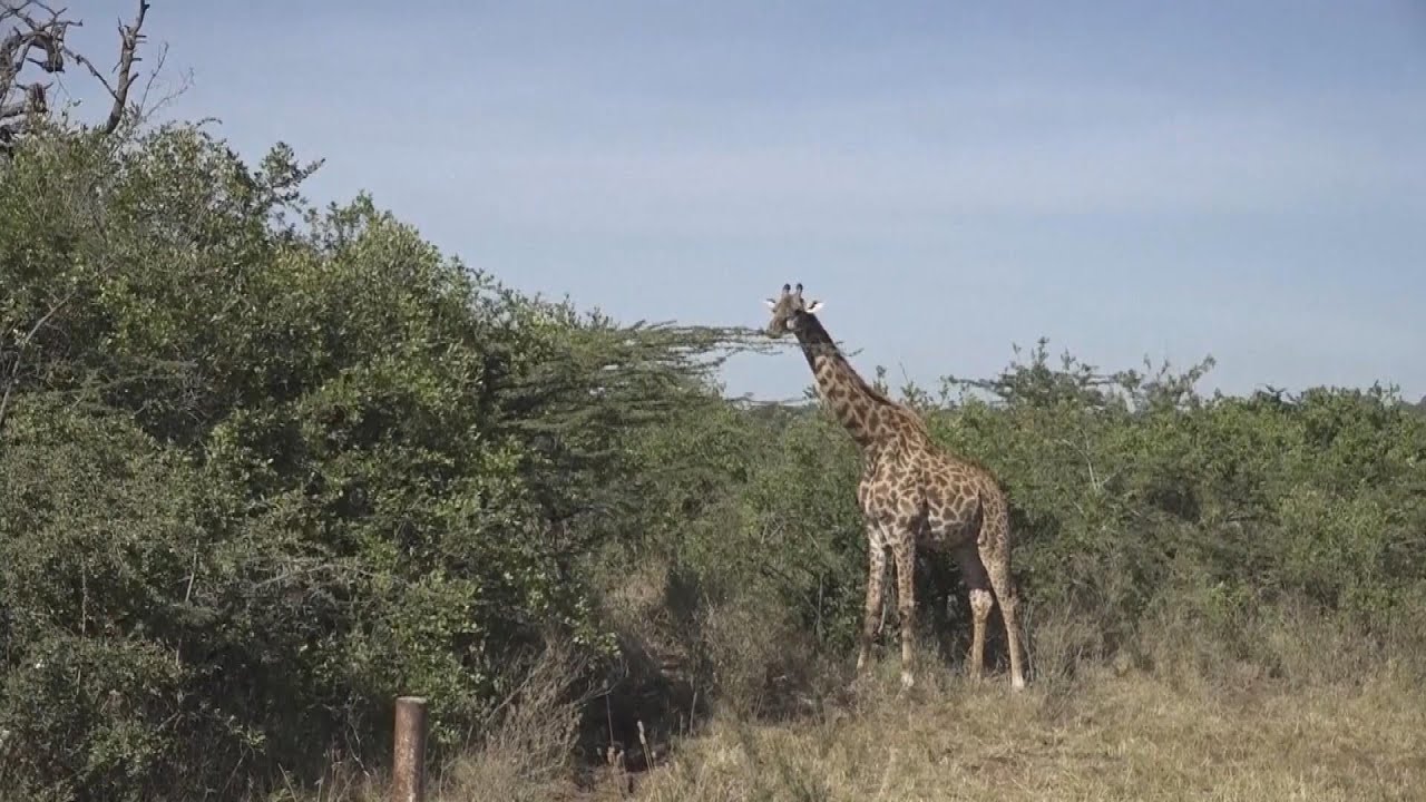 Masai Giraffes Face Threat of Inbreeding, Extinction