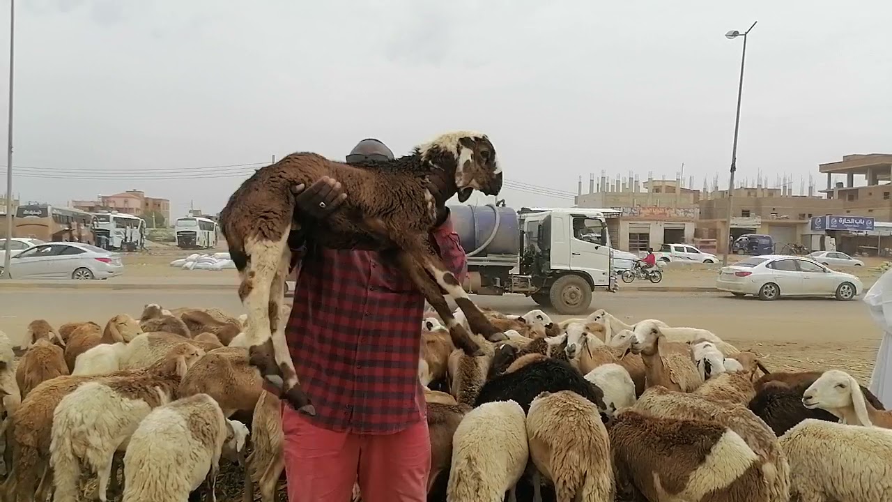 بدر خلعة 😎عيد الأضحى المبارك 🐑
