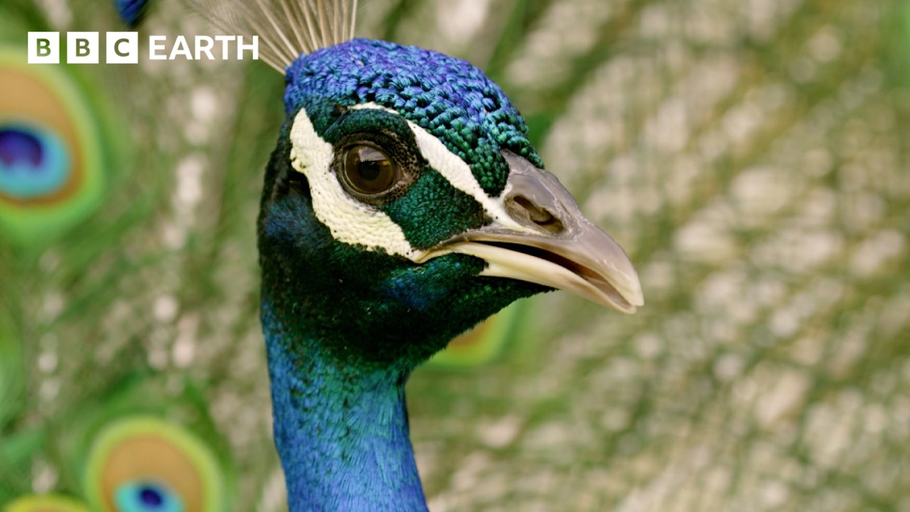 Peacock Tries 