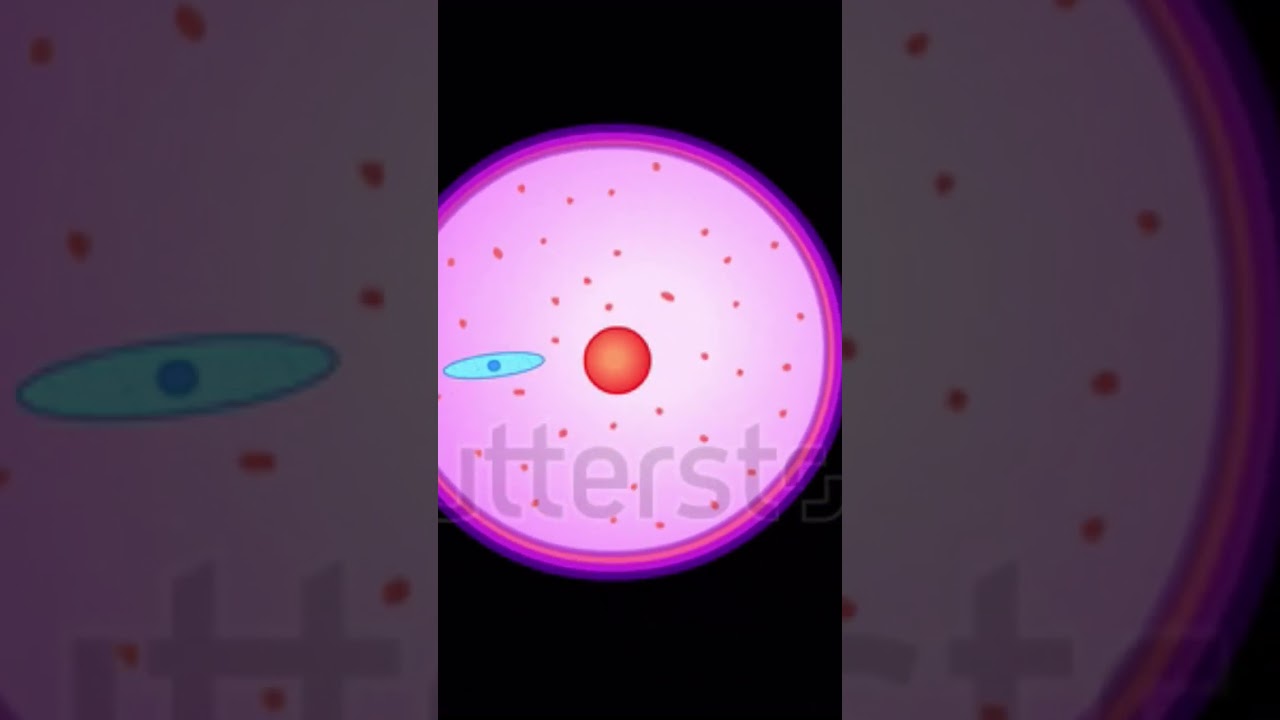Fertilization process 