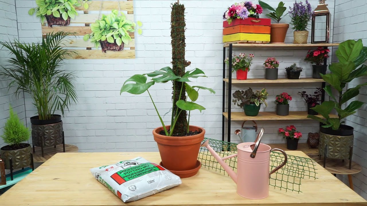 Making a Moss Pole & Training your Monstera