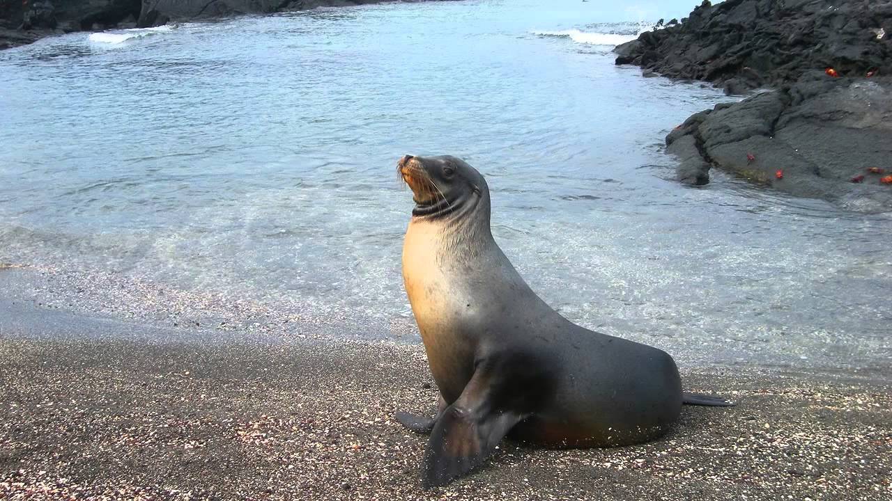 Sonido de Foca - Sonidos de Animales para Ni&ntilde;os