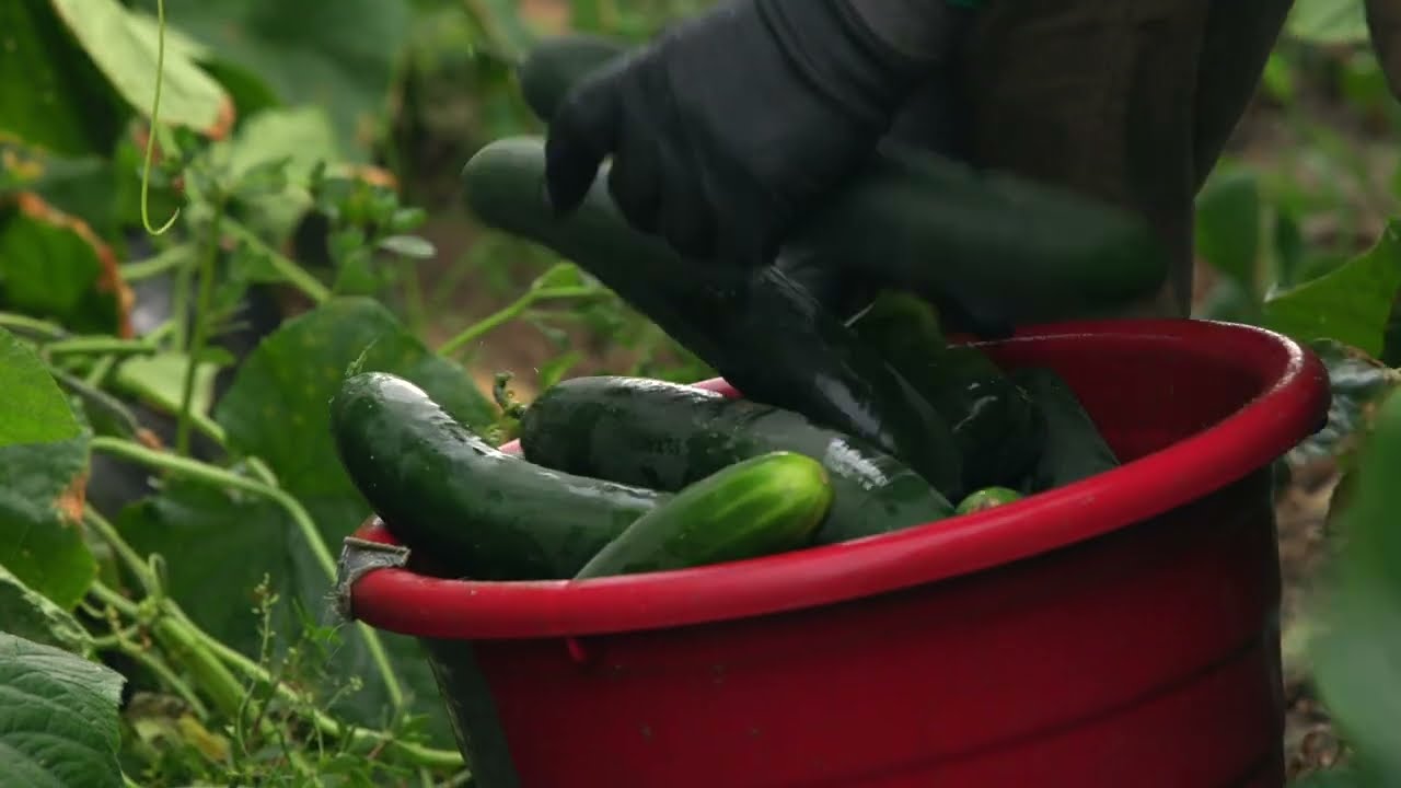 From Farm to Customer: Packaging That Preserves Quality