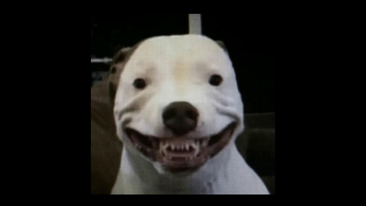 Memes de perro ajajajajaj