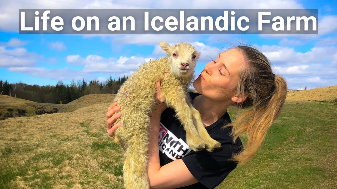 A Day in the Life of an Icelandic Farmer - Lambing Season with Pálína Axelsdóttir Njarðvík