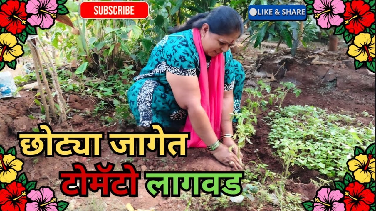 टमाटे कापताना निघालेल्या बीया पासुन रुजवलेली टमाटेच्या रोपांची लागवड.रोप विकत आणायची गरज नाही.🍅🌿🤗