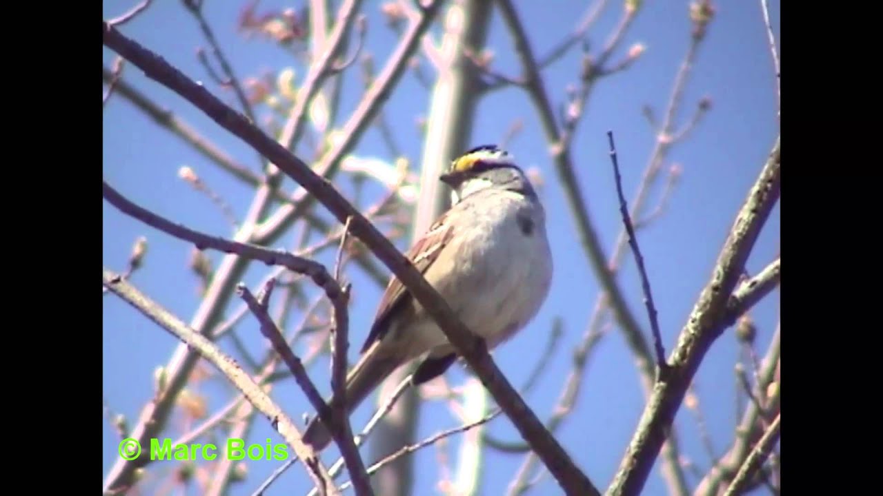Bruant &agrave; gorge blanche 2/White-throated Sparrow